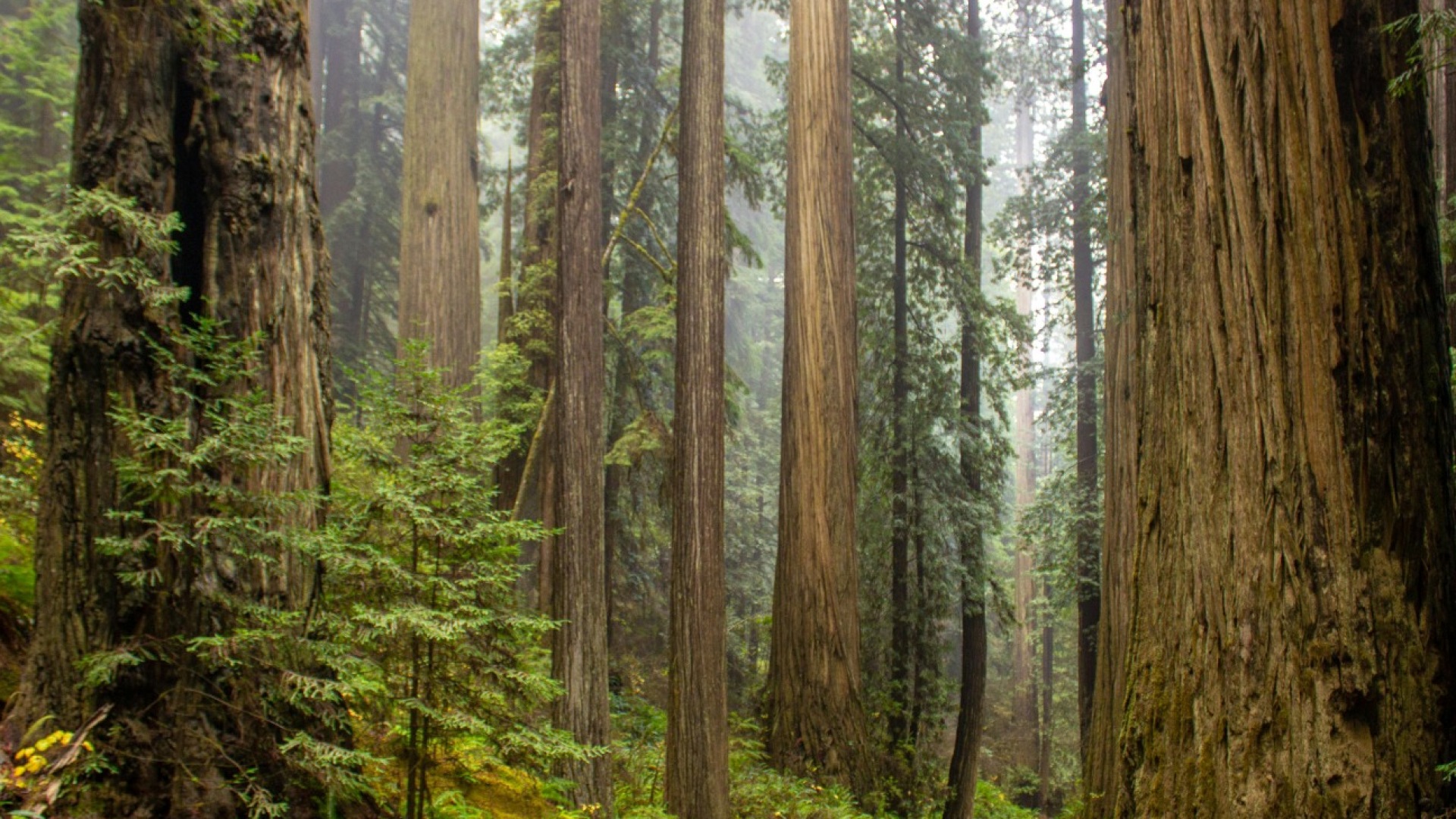 Redwood – a True Giant Among Medical Mattress Suppliers