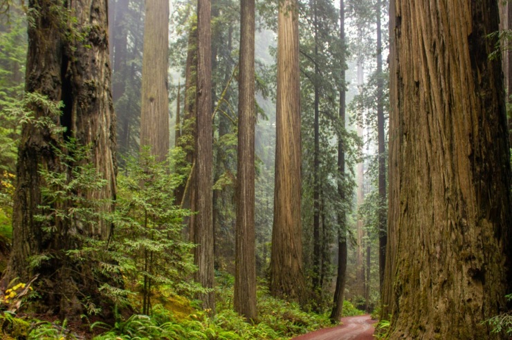 Redwood – a True Giant Among Medical Mattress Suppliers